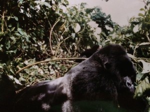 Silverback mountain gorilla