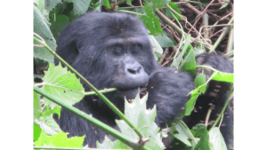 juvenile gorilla in Uganda