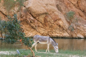 donkey at Wadi Shab