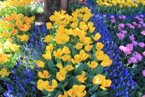 Yellow tulips and purple hyacinths
