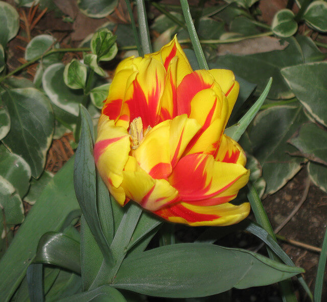 yellow and red streaked Rembrandt tulip