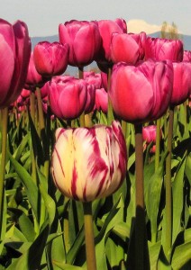 Pink and Pink and white tulips