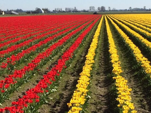 Rows of red and yellow tulips in Skagit Valley, Washington
