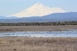 Lower Klamath Wild Life Refuge below Mt. Shasta