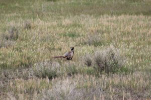 Quail in Utah