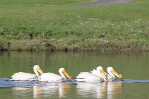 White Pelican