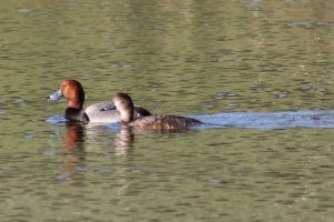 Two ruddy ducks in pond