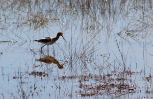 American Avocet wading