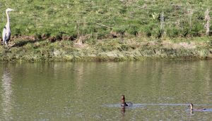 heron and two red headed ducks