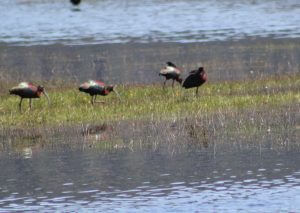 white faced ibis wading