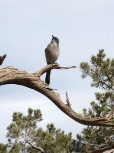 Utah bird