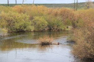 Big Hole River