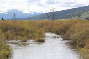 Reeds around Big Hole River