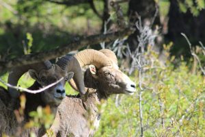 2 Big Horn Sheep