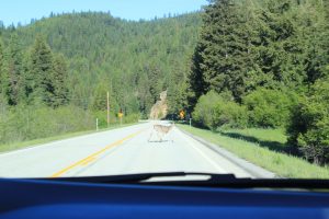 Deer on the road
