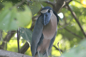 Blue bird in Costa Rica