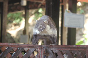 coati in Costa Rica