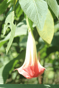 trumpet-shaped flower