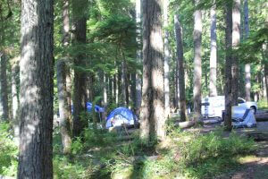Tents in the forest at Ohanapecosh Campground