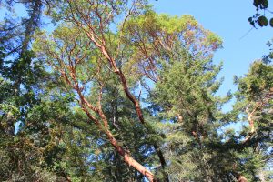 REd bark of the madrona tree