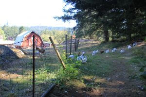 Chickens at Salt Spring Creamery