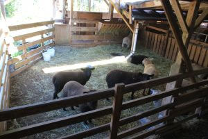 Lambs at salt spring creamery