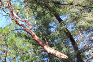 Red bark peeling on a madrona tree to reveal a new silver green bark