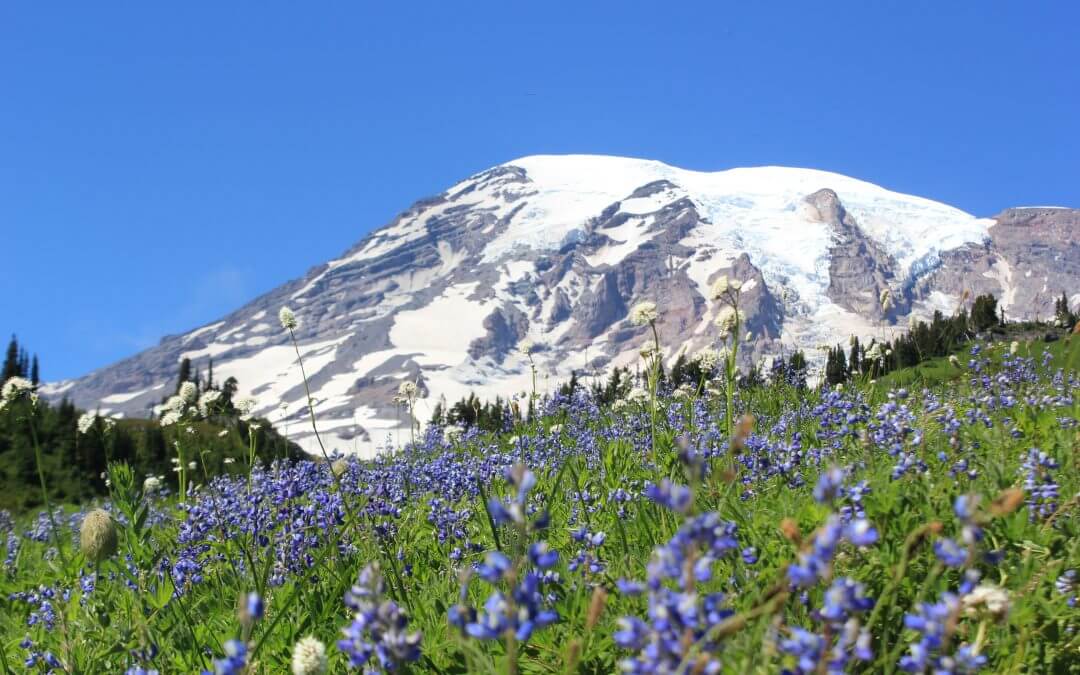 FIVE REASONS TO VISIT MT. RAINIER IN LATE SUMMER