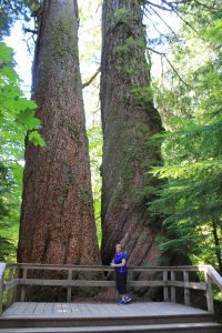 Nancy between two tall cedar trees