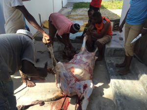 Slaughtering a cow for Eid