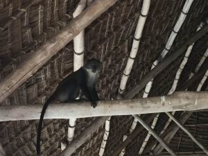 Red colobus monkey in rafters