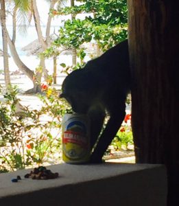 Red colobus monkey drinking from can.