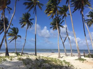 palm trees on Paje beach