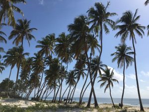 Palm trees on Paje Beach