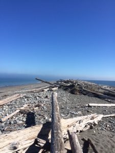 Driftwood on Dungeness Spit
