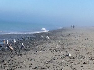 waterfowl at Dungeness Spit