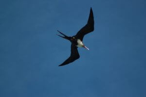 Frigate Bird in the air