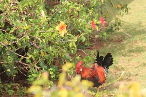 Rooster at the Mariott.