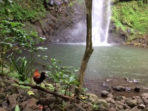 rooster at Secret Falls