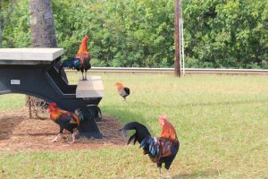 roosters on a picnic table