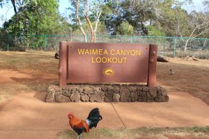 Rooster at Waimea Canyon