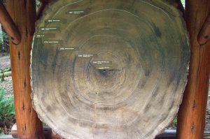Cross section of a cedar trunk.