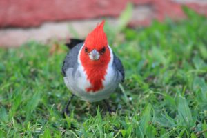 Red-crested cardinal