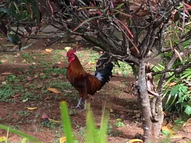 Kauai: Why Does the Chicken Cross the Road?