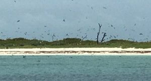 Masses of birds at Bush Key, Dry Tortugas