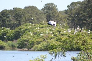 Wood stork landing at the rookery in Harris Neck Wildlife Refuge