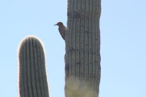 Gila Woodpeckers nest in the Saguaro cactus