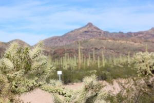 Cacti at Organ Pipe National Monument