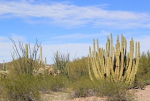 Cacti at Organ Pipe National Reserve