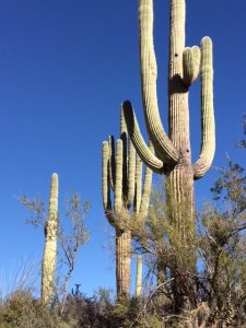 Cacti at Organ Pipe National Monument